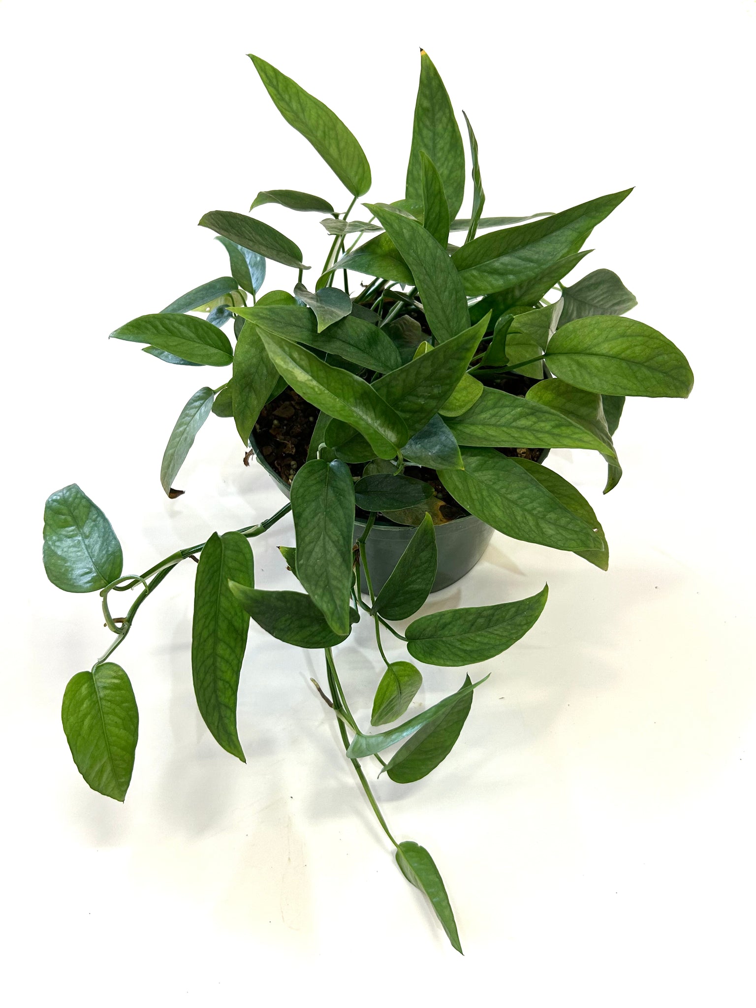 Cebu Blue Pothos "Epipremnum Pinnatum"