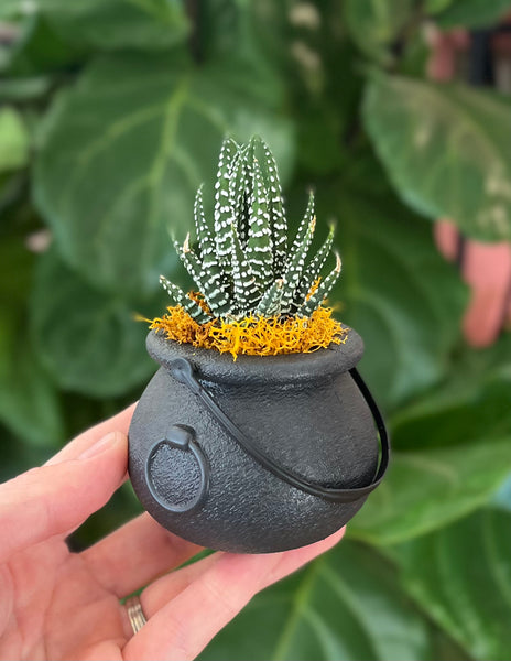Trick-or-Treat favors