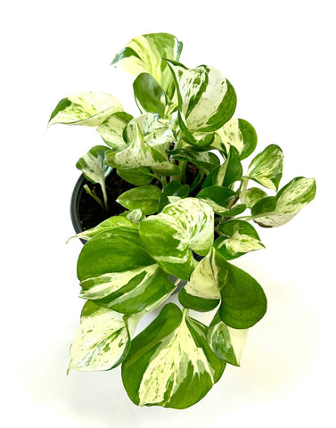 Manjula Pothos