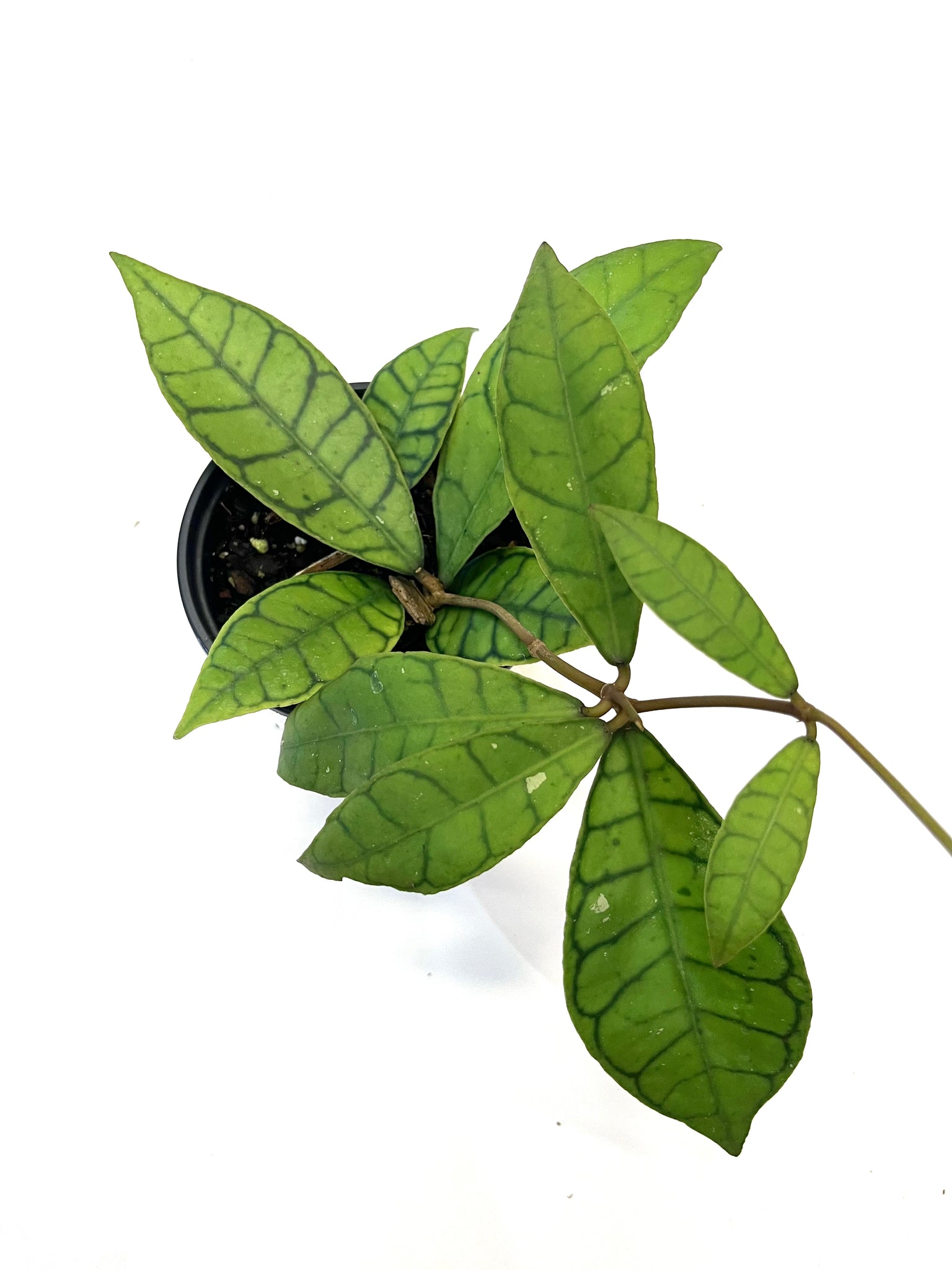 Callistophylla Hoya