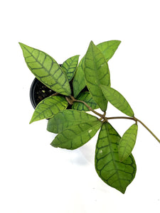 Callistophylla Hoya