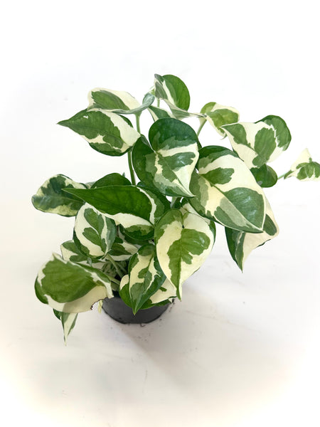 Pothos N' Joy "Epipremnum aureum 'N'Joy' "
