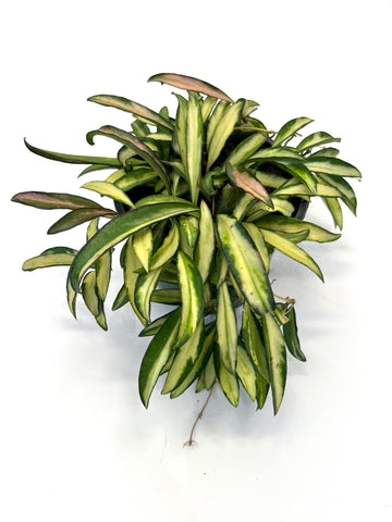 Hoya Kentiana Variegated