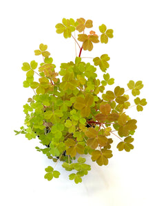 Oxalis "Sunset Velvet"