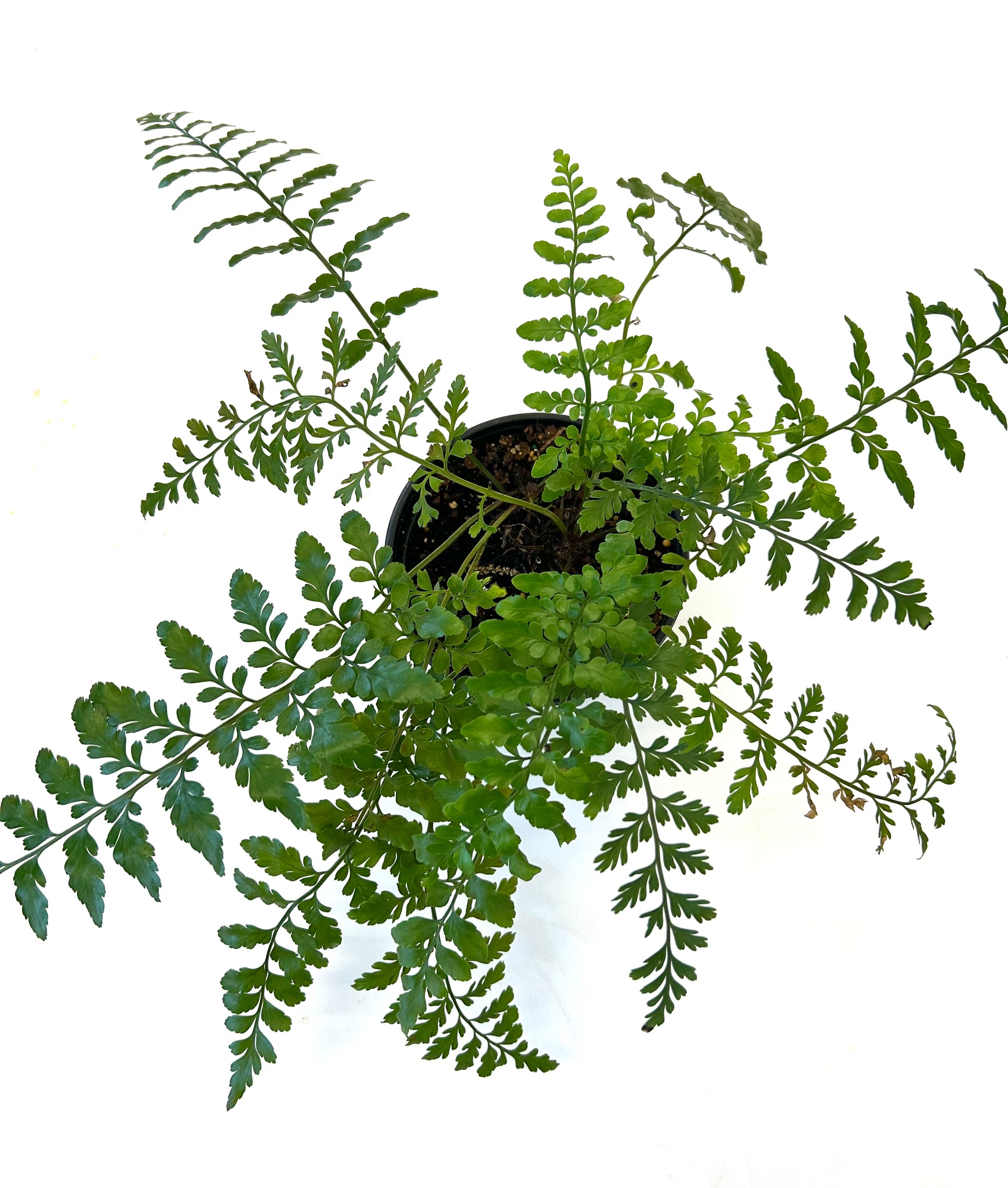 Leather Leaf Fern "Rumohra adiantiformis"