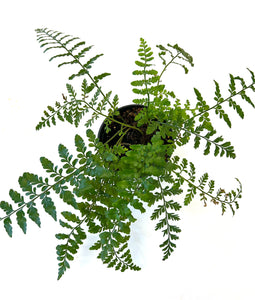Leather Leaf Fern "Rumohra adiantiformis"