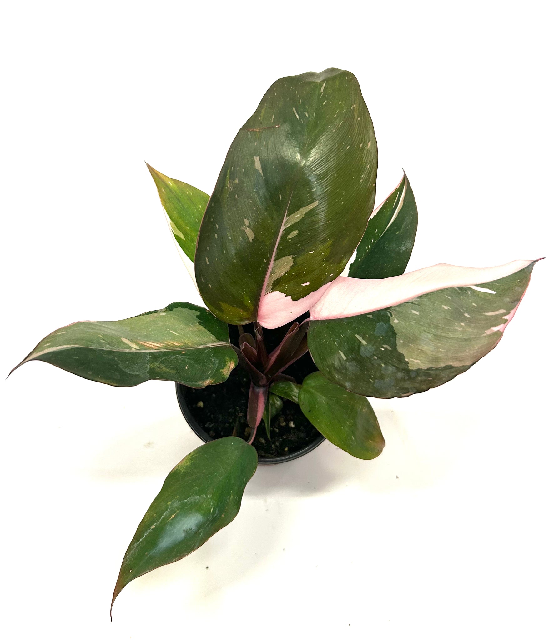 philodendron & 39 Pink Princess Philodendron – Baton Rouge Succulent Co