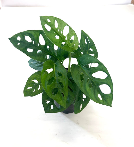 Wide Form Swiss Cheese "Monstera Adansonii"