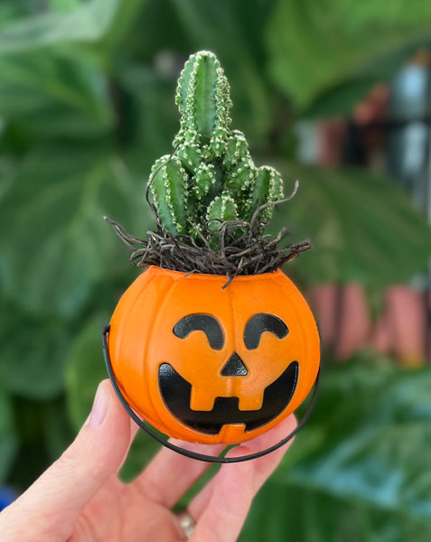 Trick-or-Treat favors