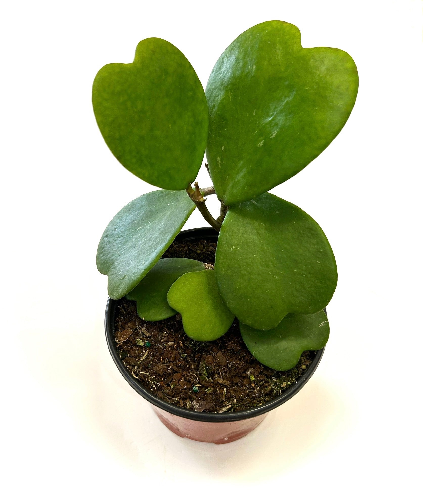 Hoya Kerrii "Heart Hoya"  Baton Rouge Succulent Co