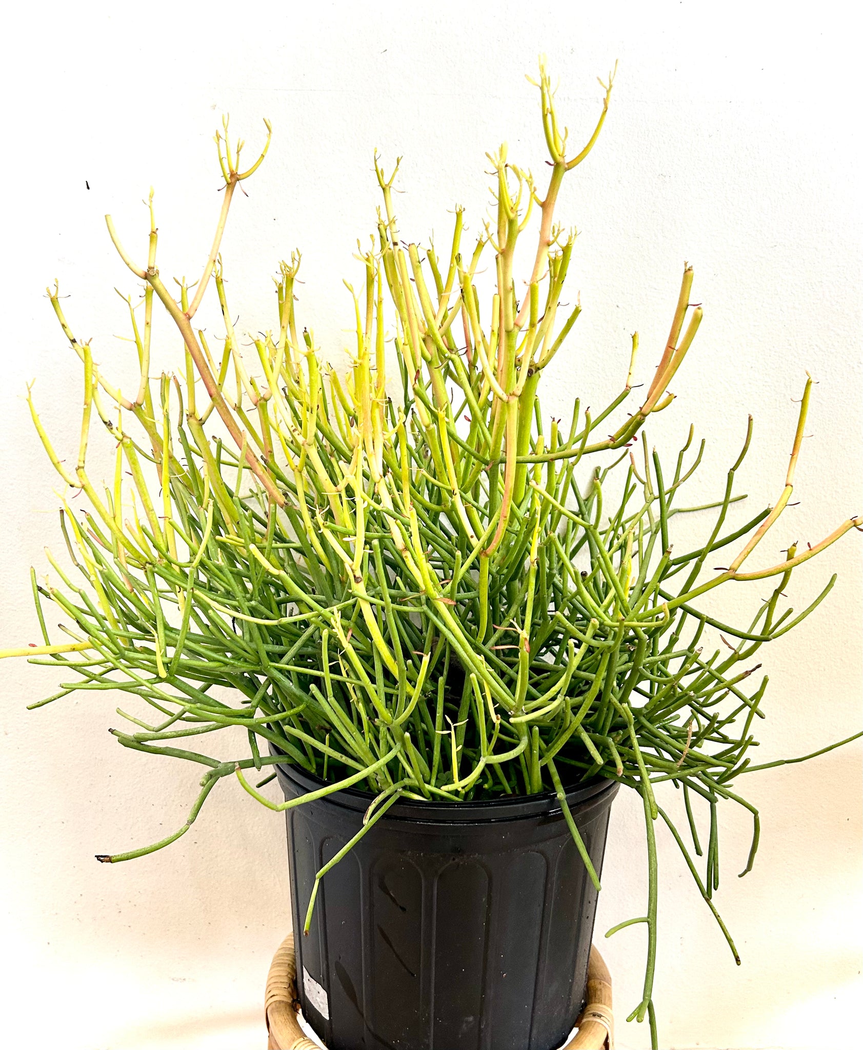 fire stick plant succulent Fire Stick Cactus "Euphorbia Tirucalli"