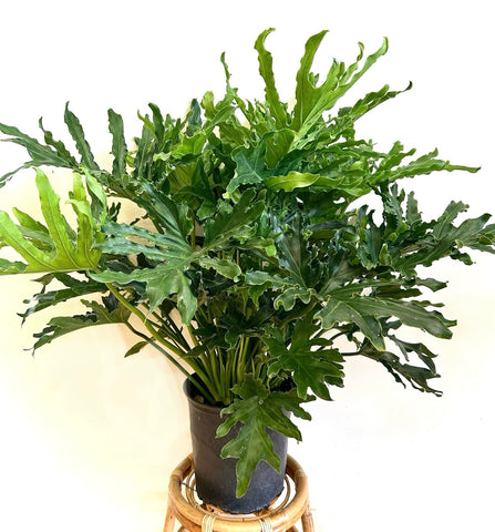 Split Leaf Philodendron