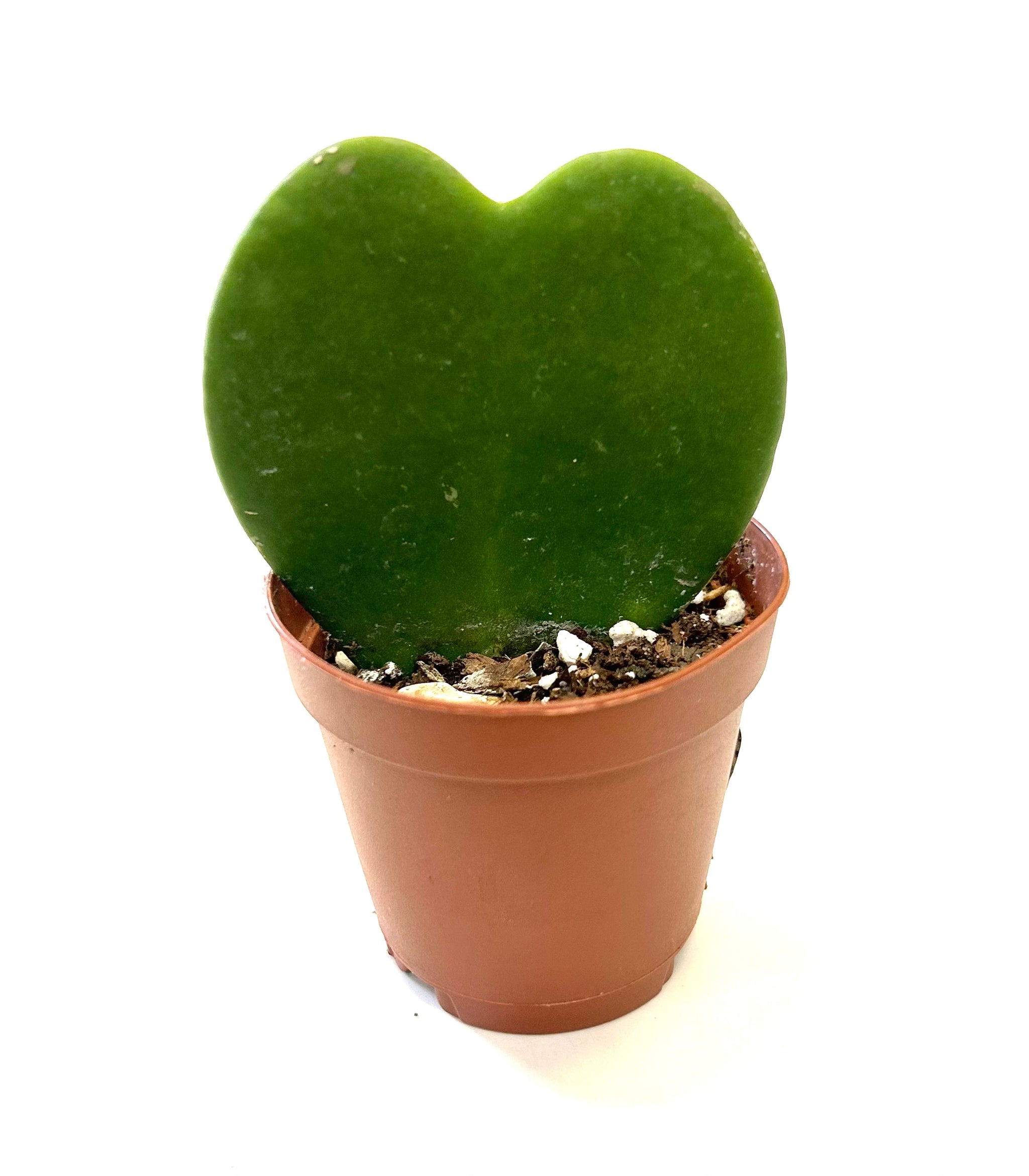 is hoya kerrii a succulent Hoya Kerrii "Heart Hoya" – Baton Rouge Succulent Co