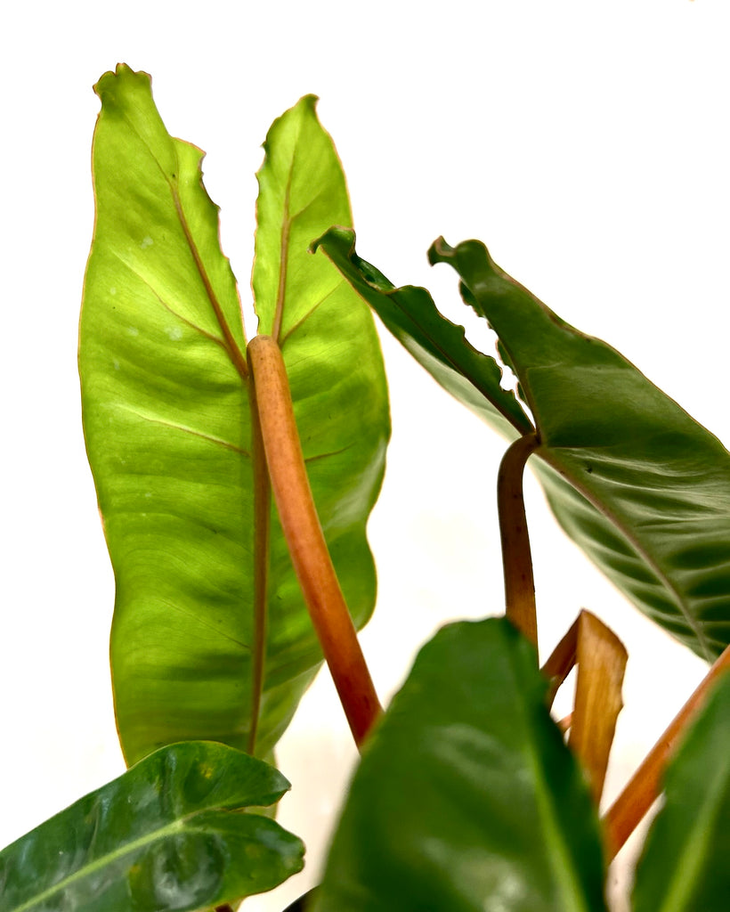 philodendron billietiae new leaf Billietiae Philodendron