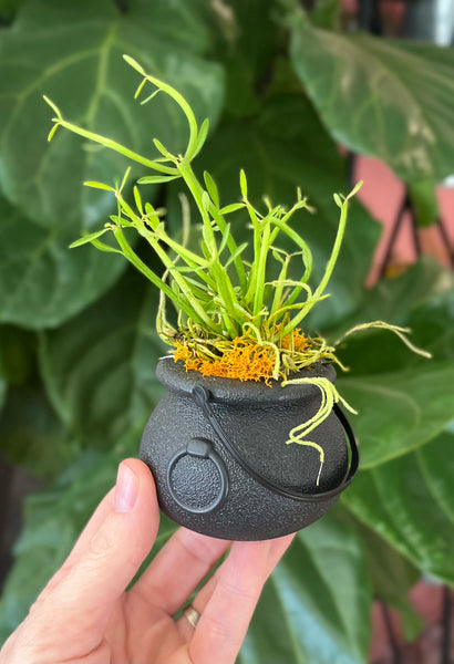 Trick-or-Treat favors