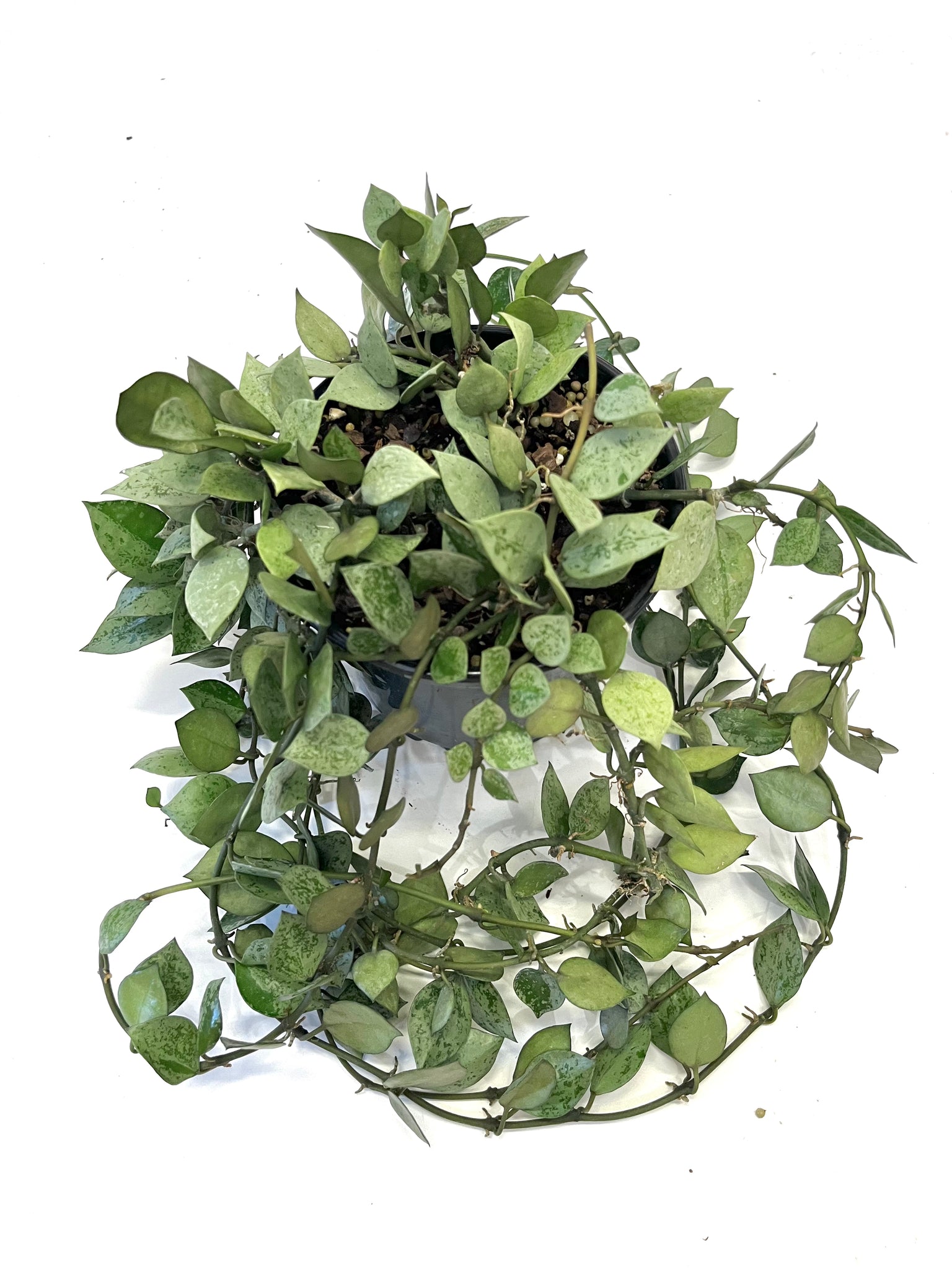 Hoya Eskimo Krohniana