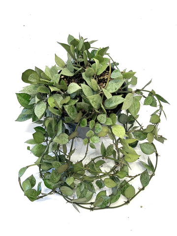 Hoya Eskimo Krohniana