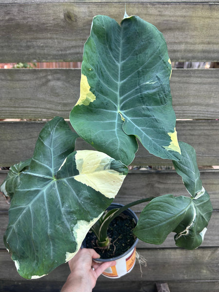 Mickey Mouse Alocasia