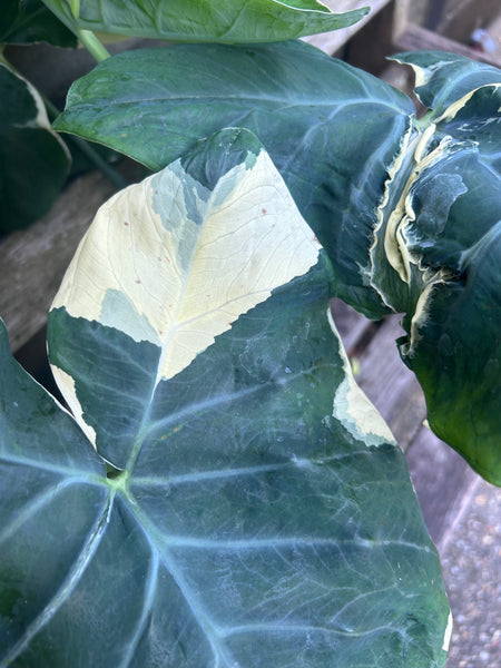 Mickey Mouse Alocasia