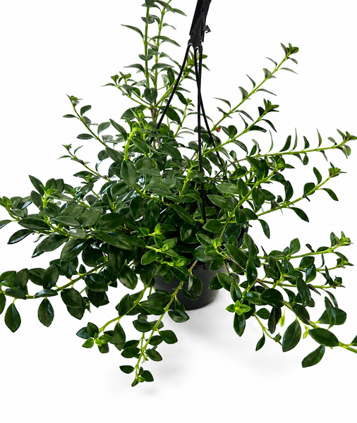 Goldfish Plant (Nematanthus gregarius)