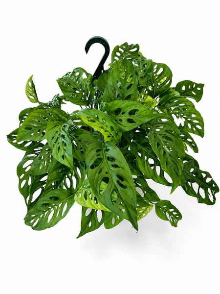 Wide Form Swiss Cheese "Monstera Adansonii"