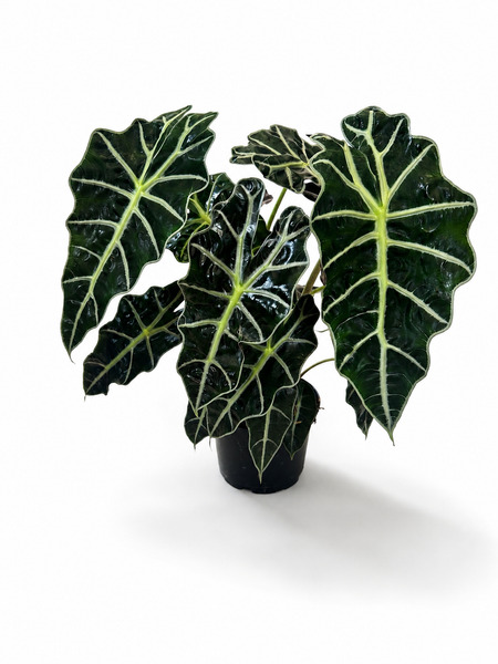 Alocasia "Polly" (Alocasia amazonica "Polly")