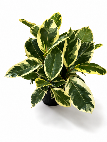 Variegated Rubber Tree (Ficus tineke)