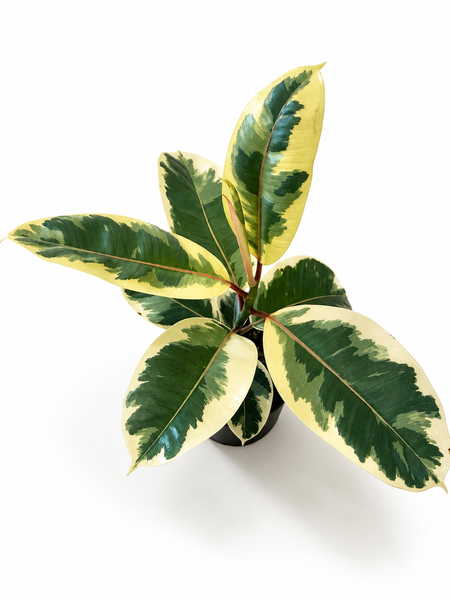 Variegated Rubber Tree (Ficus tineke)