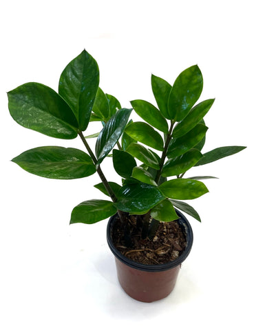 ZZ Plant "Zanzibar Gem"