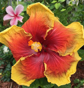 Indian Summer Cajun Hibiscus