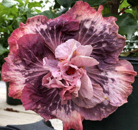 Old Fashion Romance Cajun Hibiscus