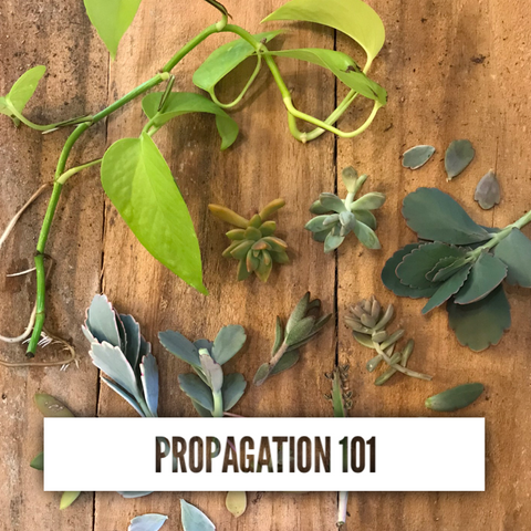 Propagation 101 1/23/24