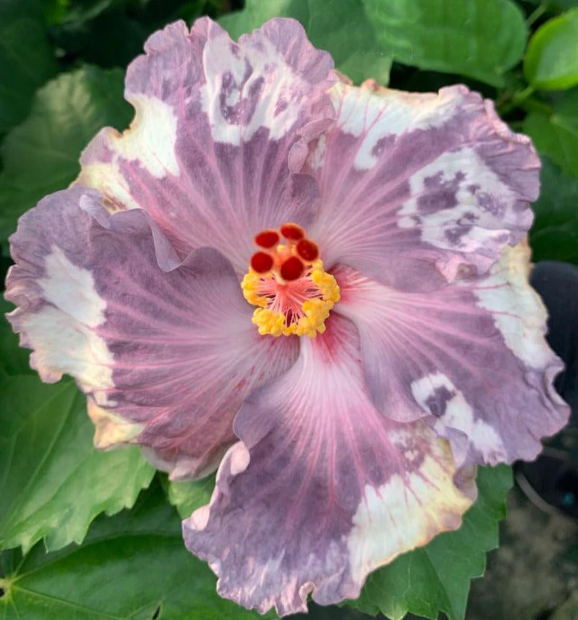 Snow on the Mountain Cajun Hibiscus