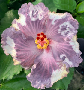 Snow on the Mountain Cajun Hibiscus