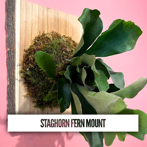 Staghorn Fern Mount Workshop 8/31/23