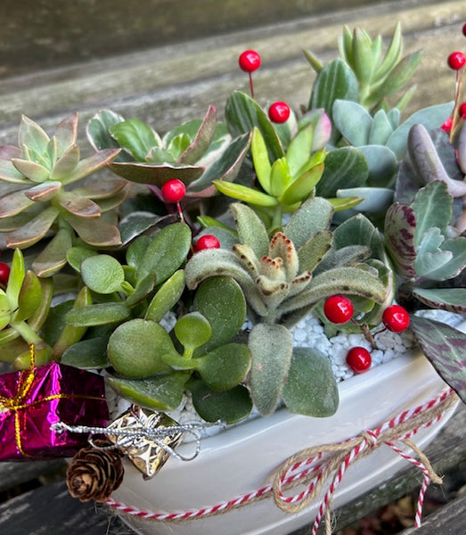 Succulent Centerpiece 12/7