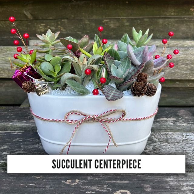 Succulent Centerpiece 12/7
