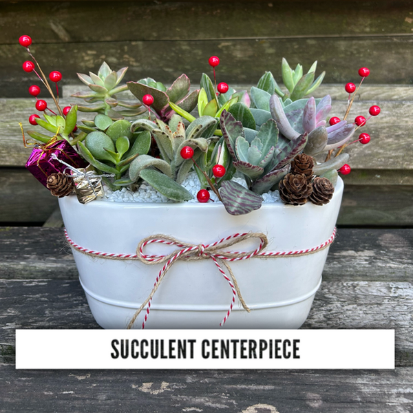 Succulent Centerpiece 12/7