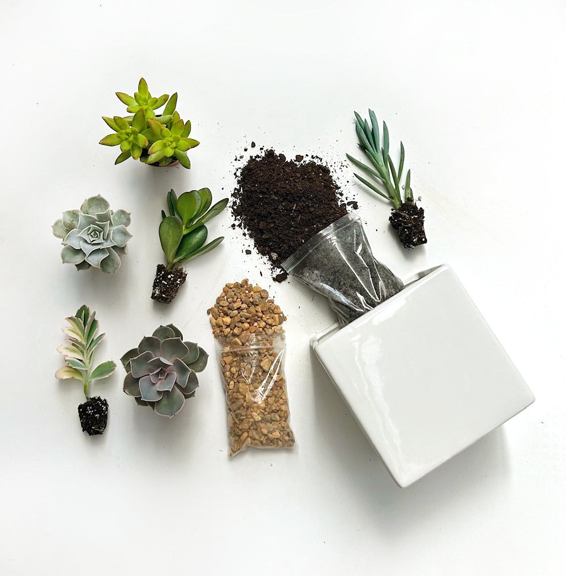 DIY Succulent Garden Kit with live succulents, white ceramic planter, potting soil, and decorative pebbles.