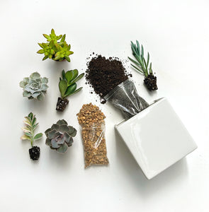 baton rouge succulent DIY Succulent Garden Kit