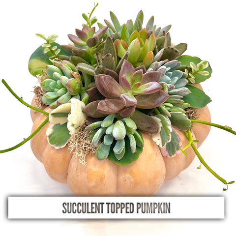Succulent Topped Pumpkin 9/25/25