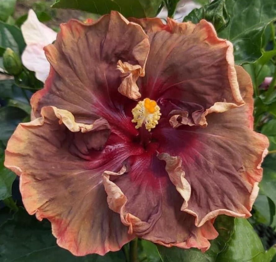 Voodoo Magic Cajun Hibiscus – Baton Rouge Succulent Co
