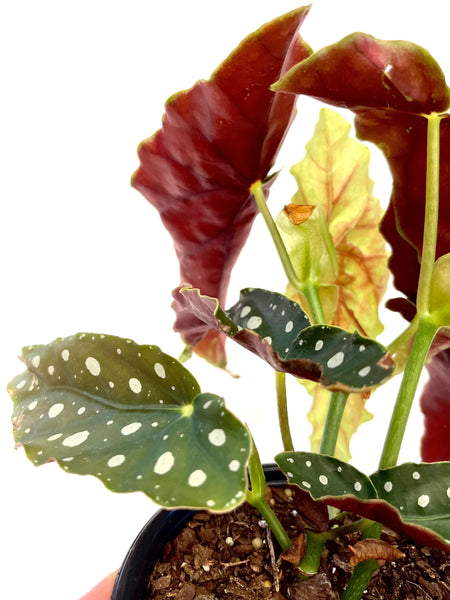 Begonia Maculata