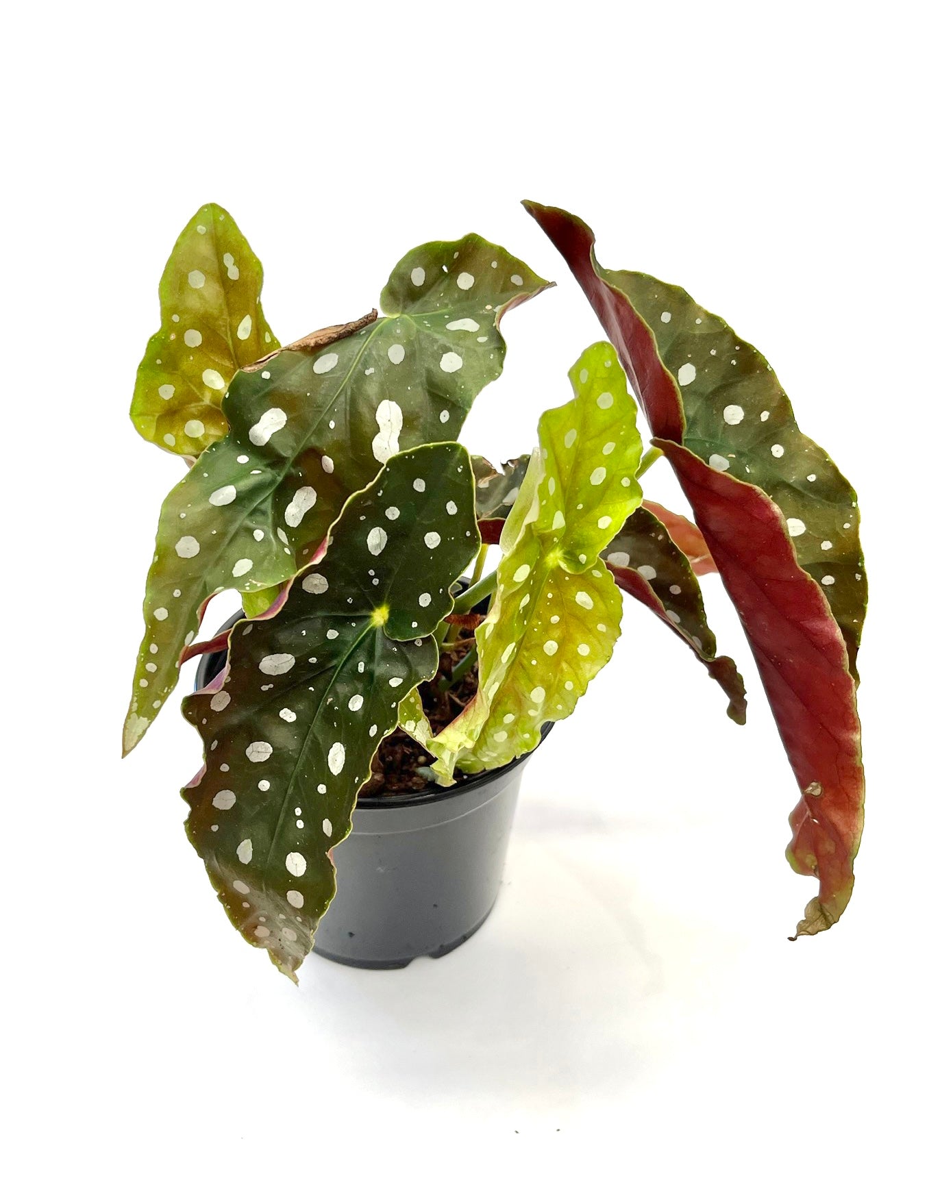 Begonia Maculata