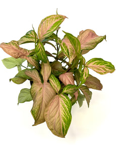 Pink Splash Syngonium