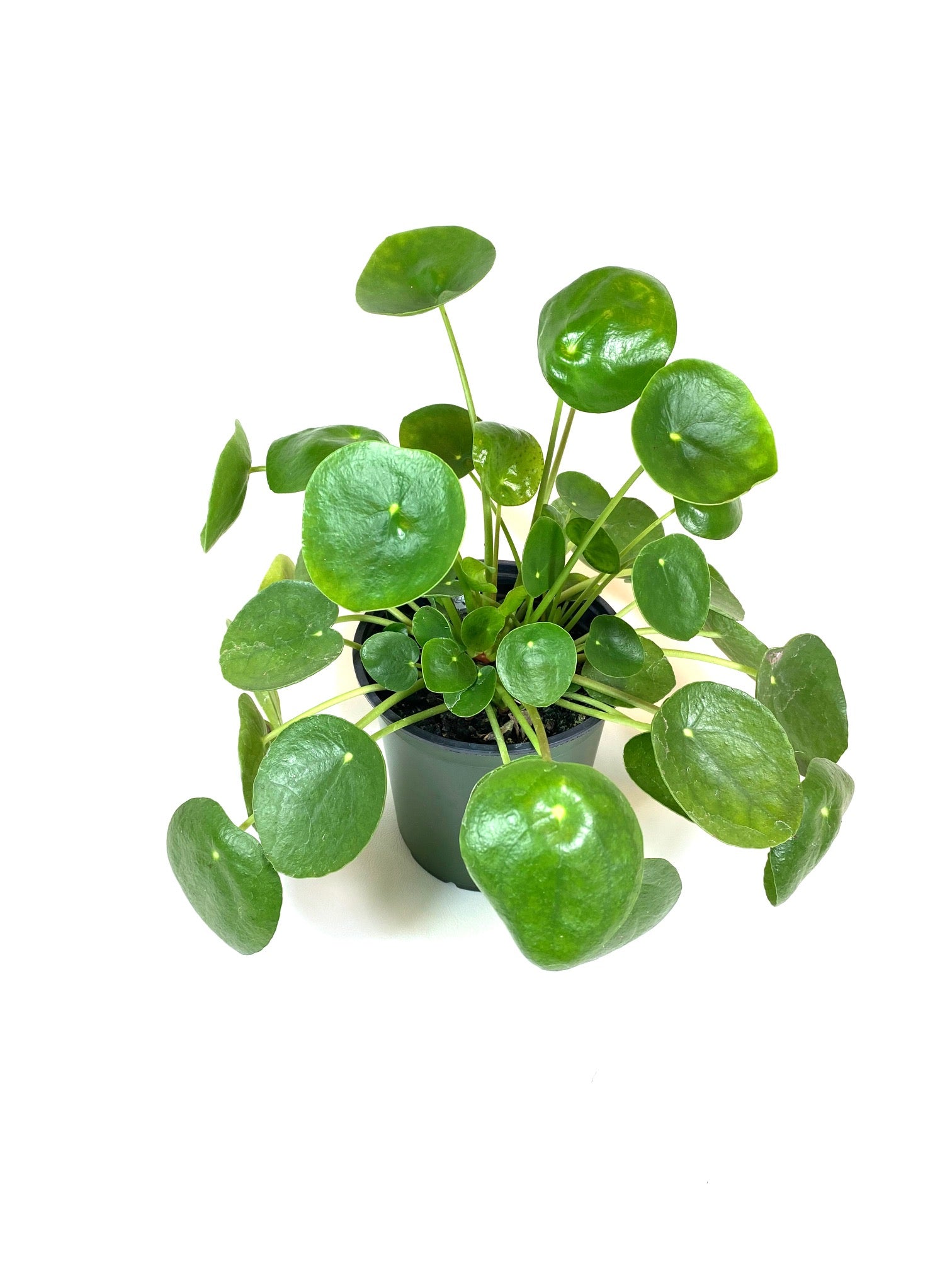 is pilea a succulent Pilea (Pilea peperomioides)
