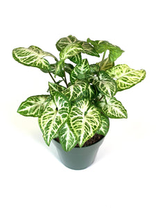 Syngonium "Arrow Head Plant" Green/White