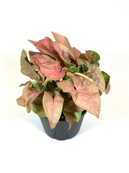 Pink Allusion Syngonium (Syngonium podophyllum)