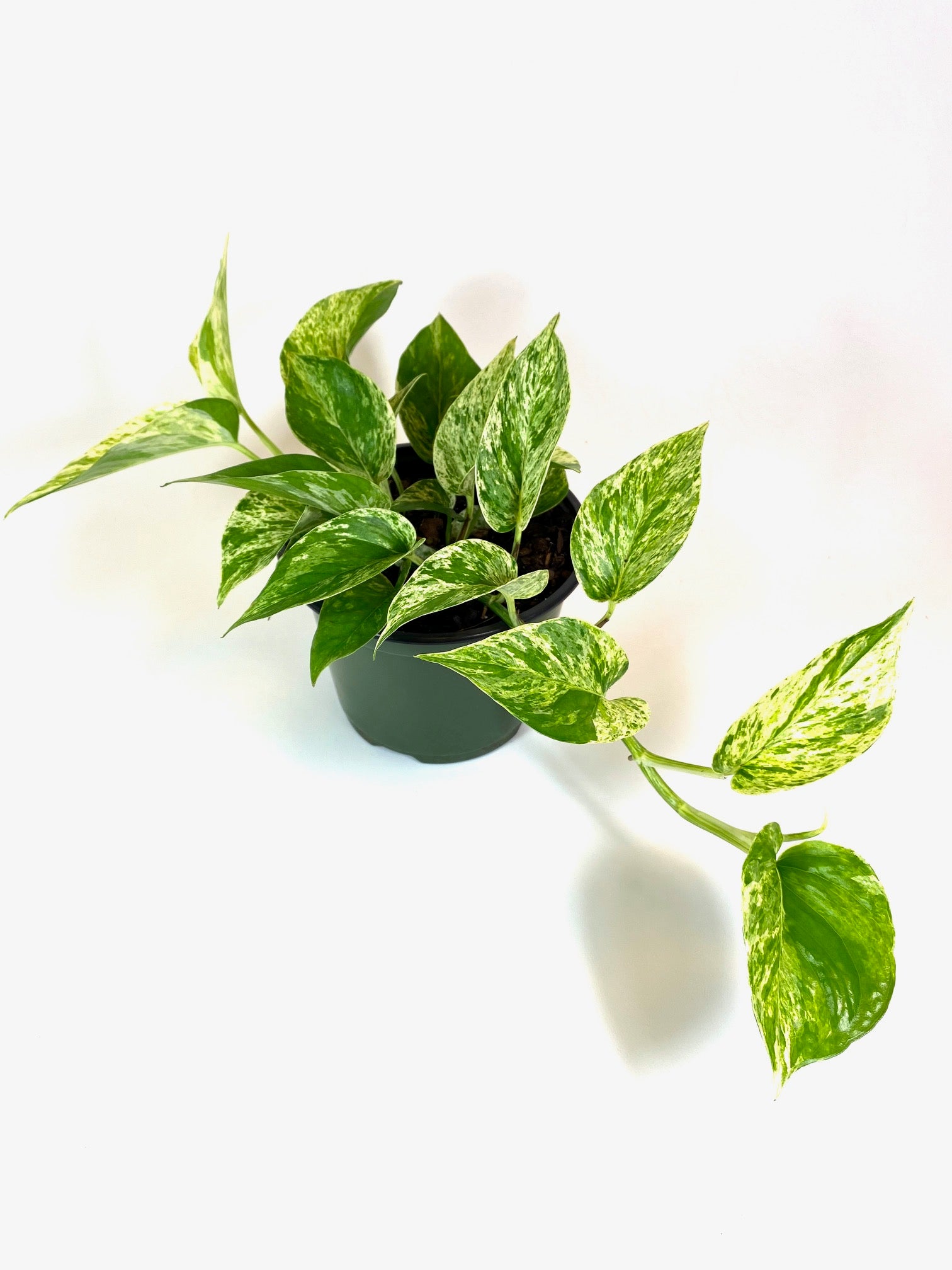 golden pothos seedling Golden Pothos (Epipremnum aureum) – Baton Rouge Succulent Co