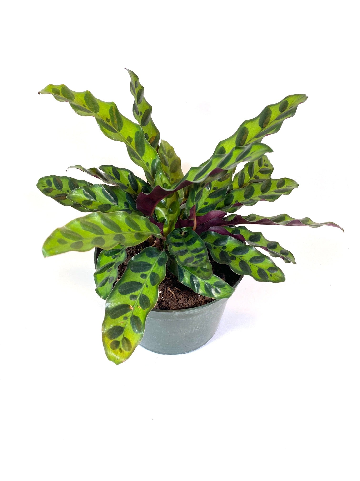Rattlesnake Calathea (Calathea lancifolia)